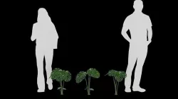 Monstera 3P 3D model