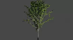 Pohon Mangga 3D model