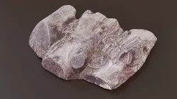 Rotten Logs Low-poly 3D model