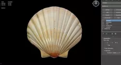 Seashell 3d model Low-poly 3D model