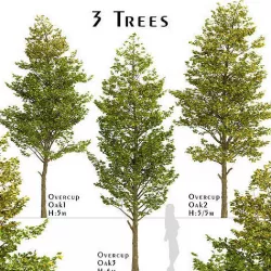 Set of Overcup Oak or Quercus lyrata Trees - 3 Trees 3D model