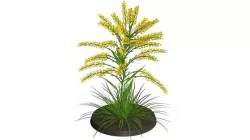 WEED floret 3D model