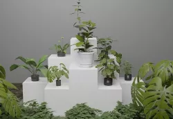  Weed Plants Low-poly 3D model