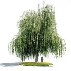 willow tree 3D model