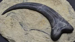 Alan Grant's Raptor Claw from Jurassic Park