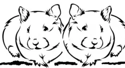 Guinea pig stencil 2