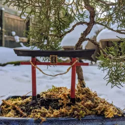 Inari Torii Bonsai gate