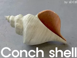 conch shell