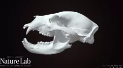 Black Bear Skull