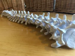 Full-sized Anatomically Correct Articulating Spine