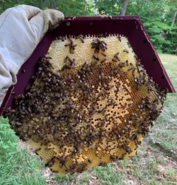 Cathedral Honey Bee Hive Frame