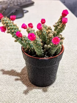 Cactus vase