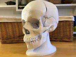 Full Size Anatomically-Correct 18-Piece Magnetic Human Skull Model