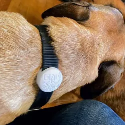 Low Profile Airtag Dog Collar