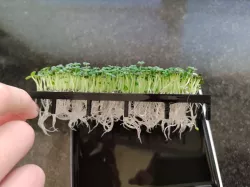 Seed germinator