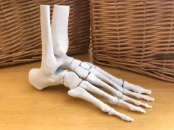 Full Size Anatomically Correct Human Foot Model
