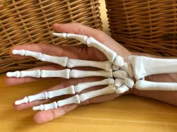 Full Size Anatomically Correct Human Hand Model