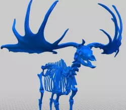 Giant Deer (Skeleton) by Natural History Museum of Vienna