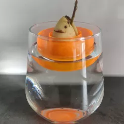 Avocado Boat - minimalistic - vase mode