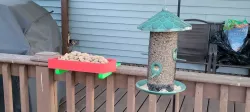 Bluejay bird feeder with brackets