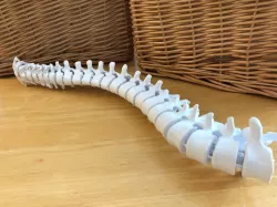 Flexible Three-Quarter Spine Model with Display Stand