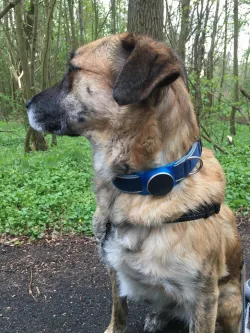 Improved Vodafone Curve Collar Holder