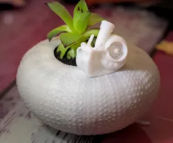 Sea urchin planter