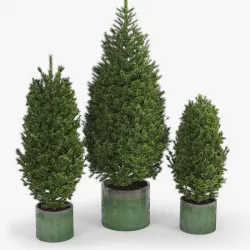 Abies 3D model
