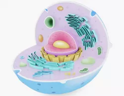 Animal Cell Visualization 3D model