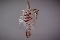 Animated heart inside RibCage  3D model