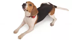 Beagle Lying 3D model