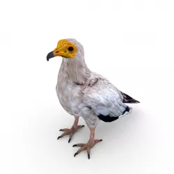 Egyptian vulture Neophron percnopterus Low-poly  3D model