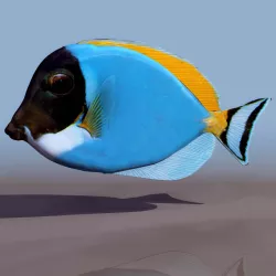 fish 3d model 3D model