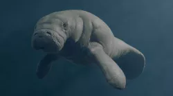 Florida Manatee 3D model