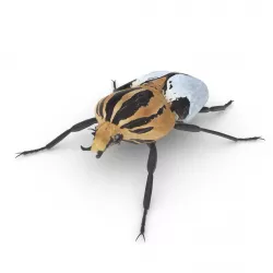 Goliath Beetle Low-poly  3D model