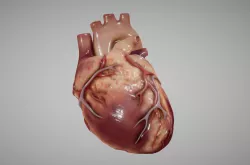 Heart Animated human Low-poly  3D model
