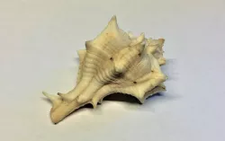 Horse conch shell Low-poly  3D model