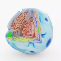 Human Cell Visualization 3D model