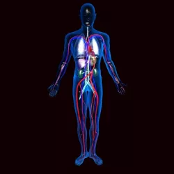 Human Circulatory System 3D model