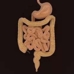 Human Digestive Organs 3D model