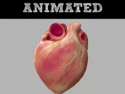 Human Heart Animated Low-poly  3D model