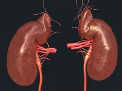 Human kidney 3D model