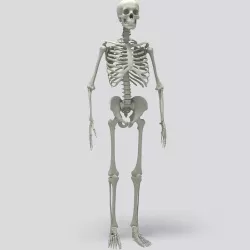 Human Skeleton 3D model