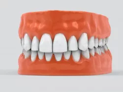 Human Teeth 3D model