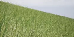 Low Poly Grass Low-poly  3D model
