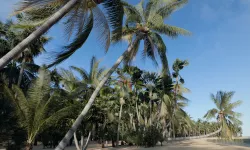 Maxtree vol15-Palm Tree Collection-Includes GrowFX 3D model