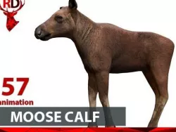 Moose calf Low-poly  3D model