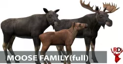 MOOSE FAMILY Low-poly  3D model