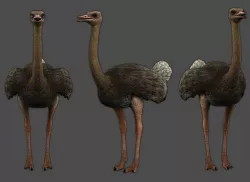 ostrich Low-poly  3D model
