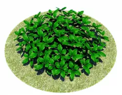 Pachysandra-Japanese Spurge Low-poly  3D model